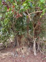 documents/gallery/Varadhanti_of_Naga,_Parivar_Devata_and_visit_to_Goshala,_Kembre._21_April_2026/20260421 Kembre  (1).jpg